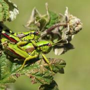 Miramella alpina subalpina (Fischer, 1850) - Miramelle fontinale (accouplement)