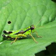 Miramella alpina subalpina (Fischer, 1850) - Miramelle fontinale, des reposoirs (mâle)