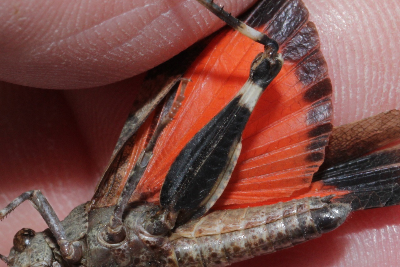 Oedipoda germanica (Latreille, 1804) - Oedipode rouge