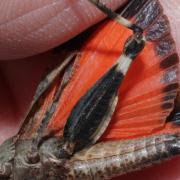 Oedipoda germanica (Latreille, 1804) - Oedipode rouge