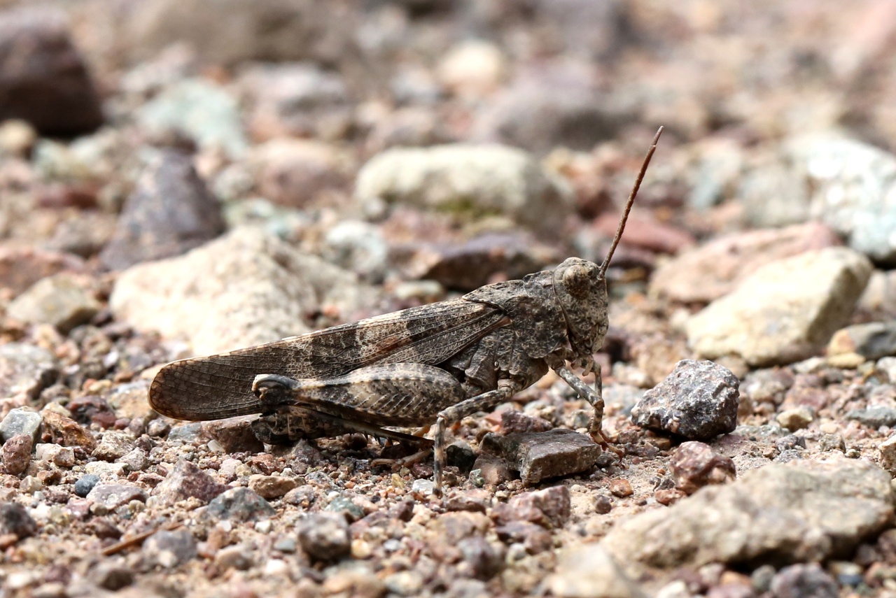 Oedipoda germanica (Latreille, 1804) - Oedipode rouge