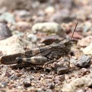 Oedipoda germanica (Latreille, 1804) - Oedipode rouge