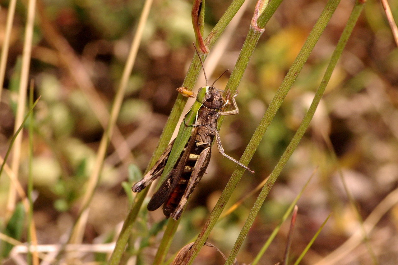 Omocestus rufipes (Zetterstedt, 1821) - Criquet noir-ébène (femelle)