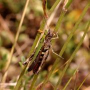 Omocestus rufipes (Zetterstedt, 1821) - Criquet noir-ébène (femelle)