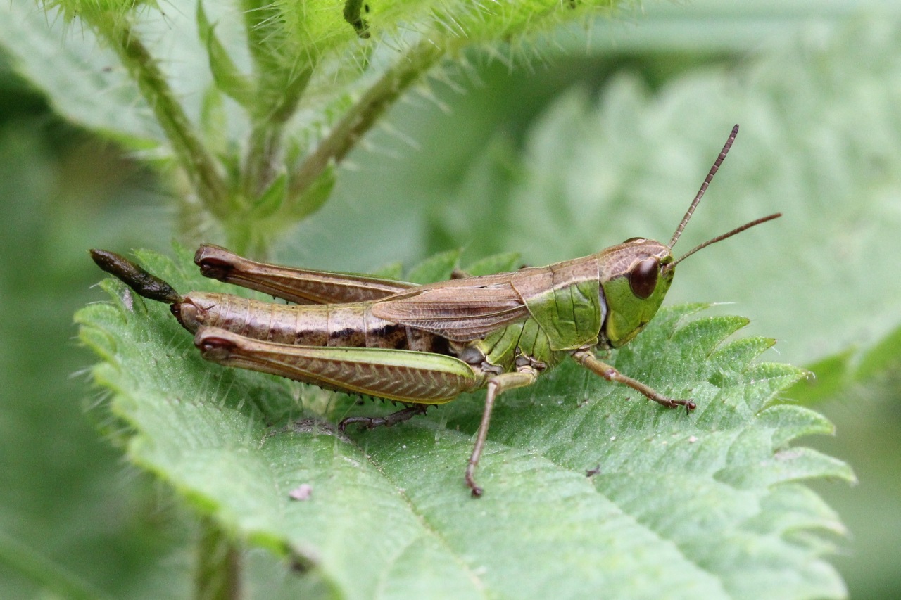 Pseudochorthippus parallelus (Zetterstedt, 1821) - Criquet des Pâtures