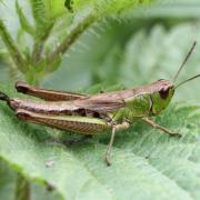 Pseudochorthippus parallelus (Zetterstedt, 1821) - Criquet des Pâtures