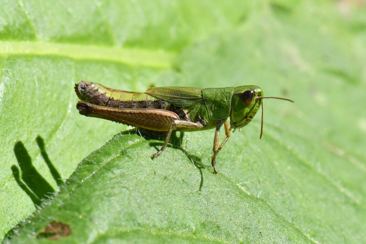 Pseudochorthippus parallelus (Zetterstedt, 1821) - Criquet des Pâtures (femelle)