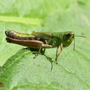 Pseudochorthippus parallelus (Zetterstedt, 1821) - Criquet des Pâtures (femelle)