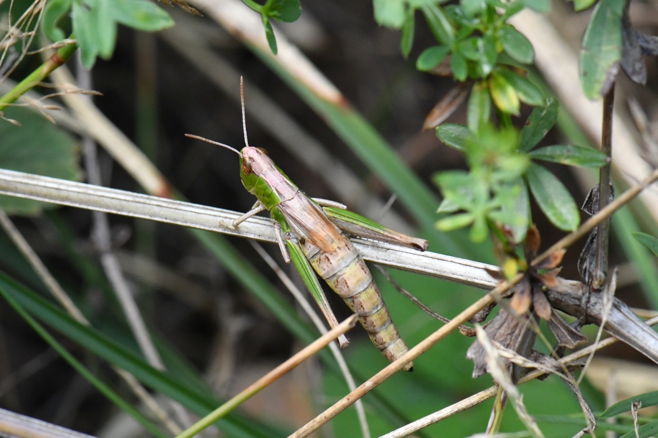 Pseudochorthippus parallelus (Zetterstedt, 1821) - Criquet des Pâtures (femelle)