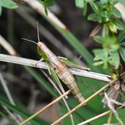 Pseudochorthippus parallelus (Zetterstedt, 1821) - Criquet des Pâtures (femelle)