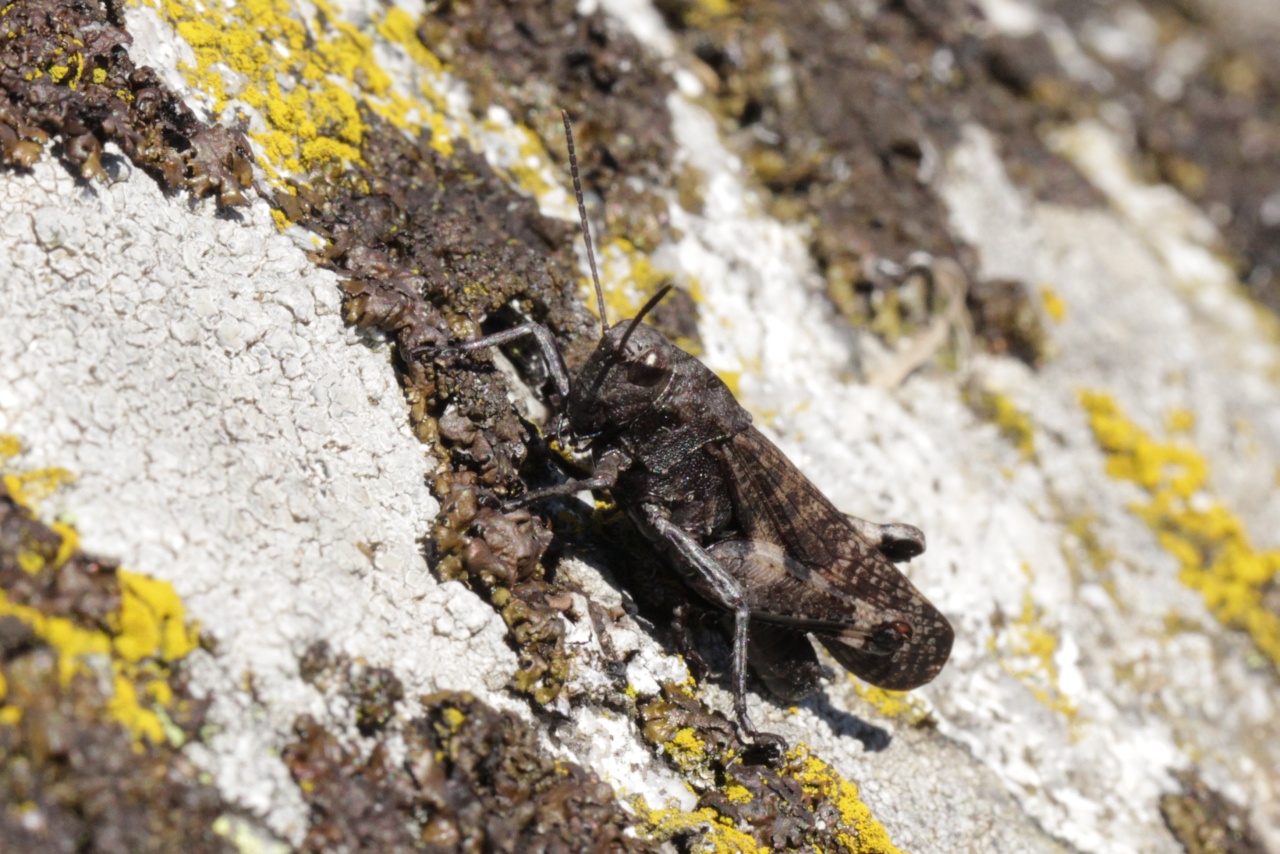 Psophus stridulus (Linnaeus, 1758) - Oedipode stridulante (mâle)