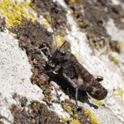 Psophus stridulus (Linnaeus, 1758) - Oedipode stridulante (mâle)