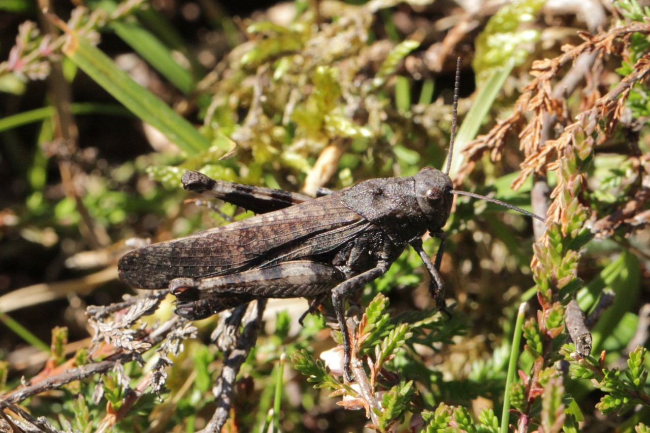 Psophus stridulus (Linnaeus, 1758) - Oedipode stridulante (mâle)