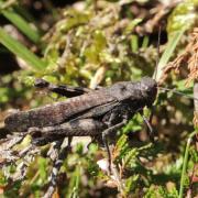 Psophus stridulus (Linnaeus, 1758) - Oedipode stridulante (mâle)