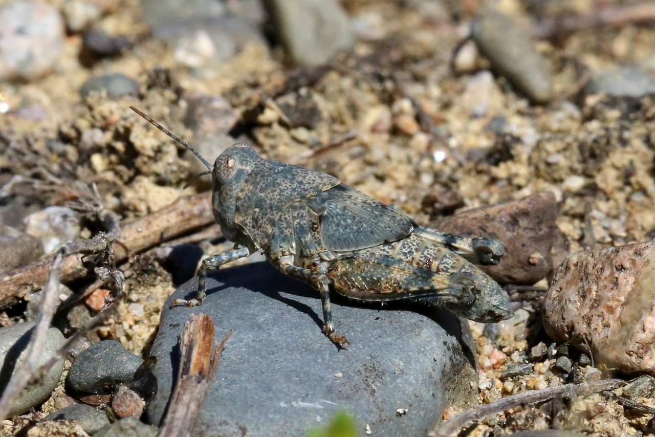 Sphingonotus caerulans (Linnaeus, 1767) - Oedipode aigue-marine (juvénile)