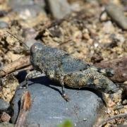 Sphingonotus caerulans (Linnaeus, 1767) - Oedipode aigue-marine (juvénile)