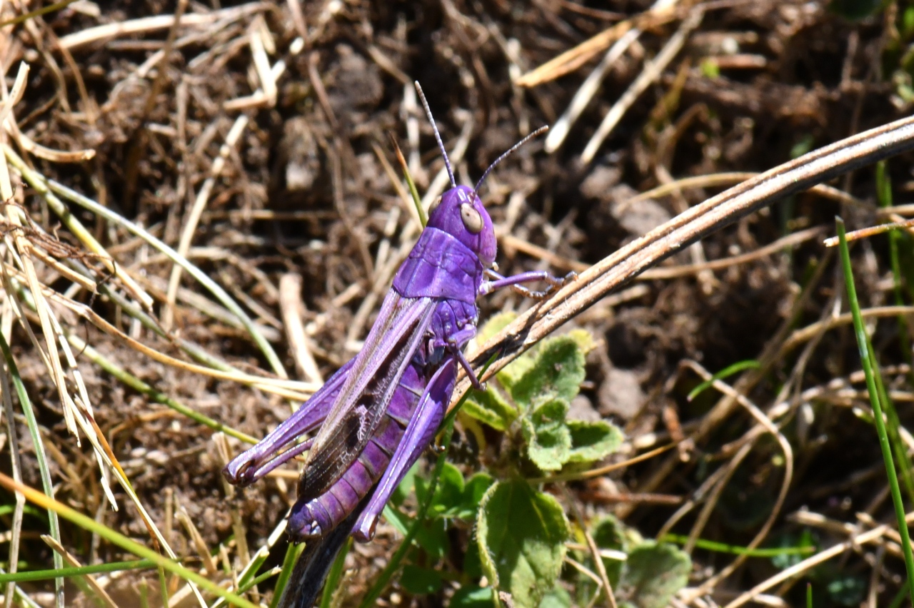 Stenobothrus lineatus (Panzer, 1796) - Criquet de la Palène, Sténobothre ligné (femelle)