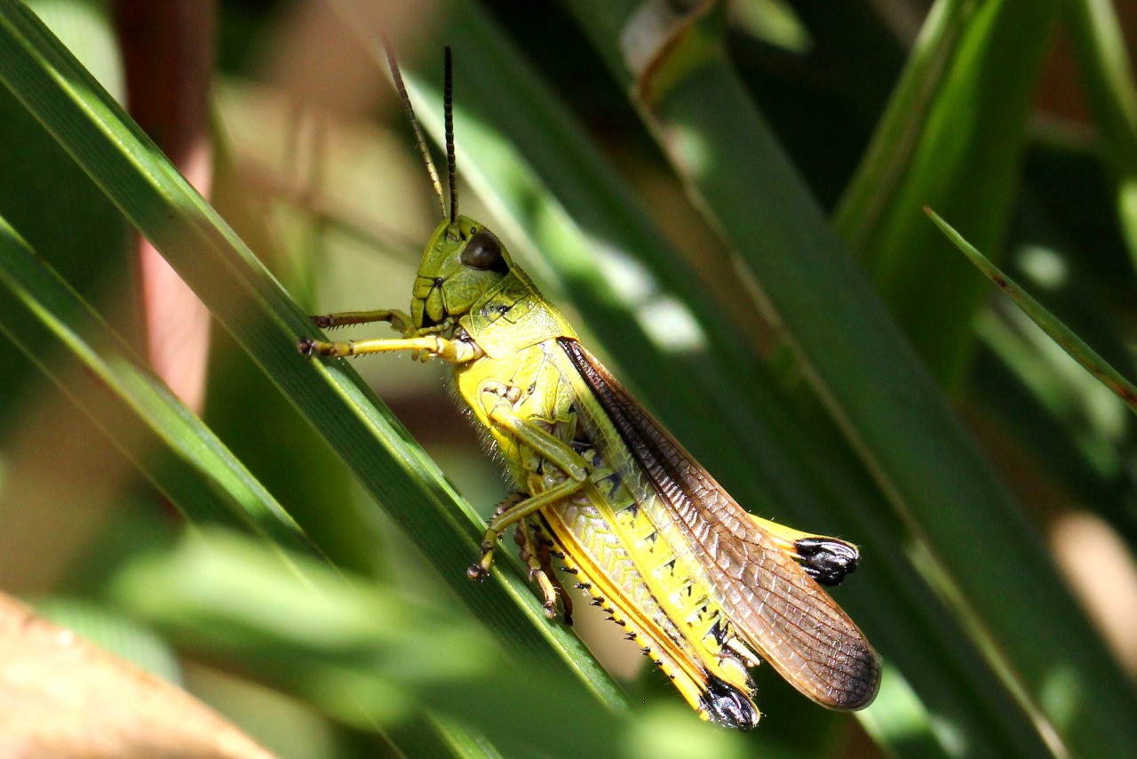 Stethophyma grossum (Linnaeus, 1758) - Criquet ensanglanté