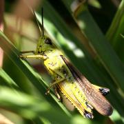 Stethophyma grossum (Linnaeus, 1758) - Criquet ensanglanté