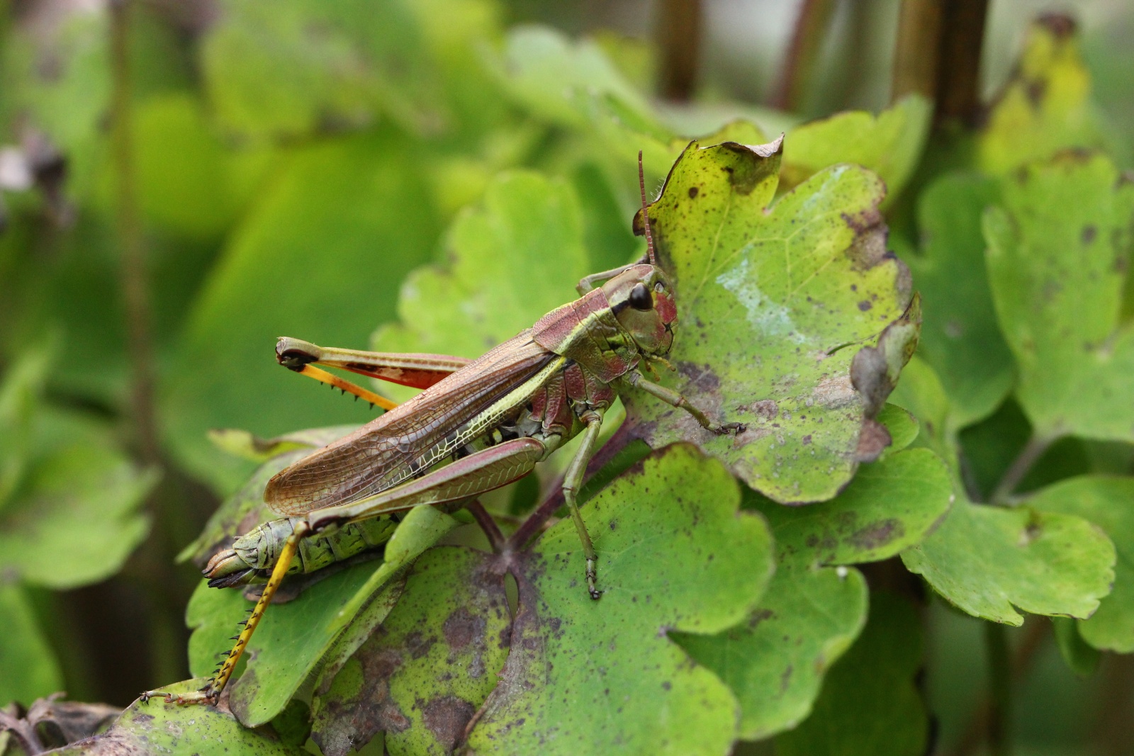 Stethophyma grossum (Linnaeus, 1758) - Criquet ensanglanté