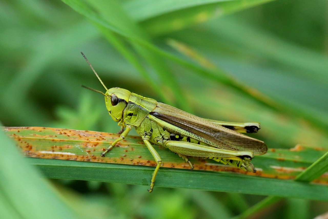 Stethophyma grossum (Linnaeus, 1758) - Criquet ensanglanté