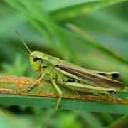 Stethophyma grossum (Linnaeus, 1758) - Criquet ensanglanté