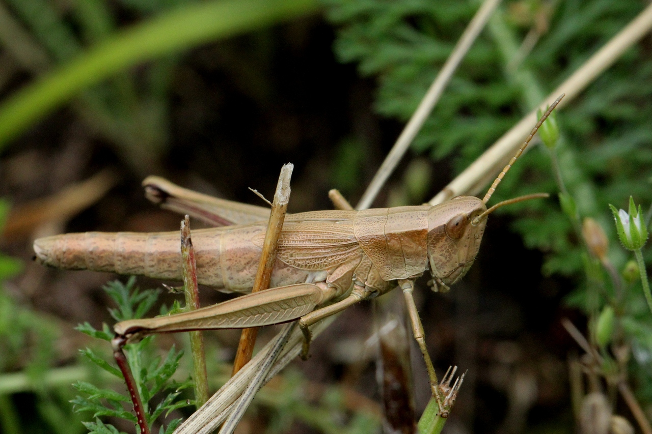 Chrysochraon dispar (Germar, 1834) - Criquet des clairières (femelle)