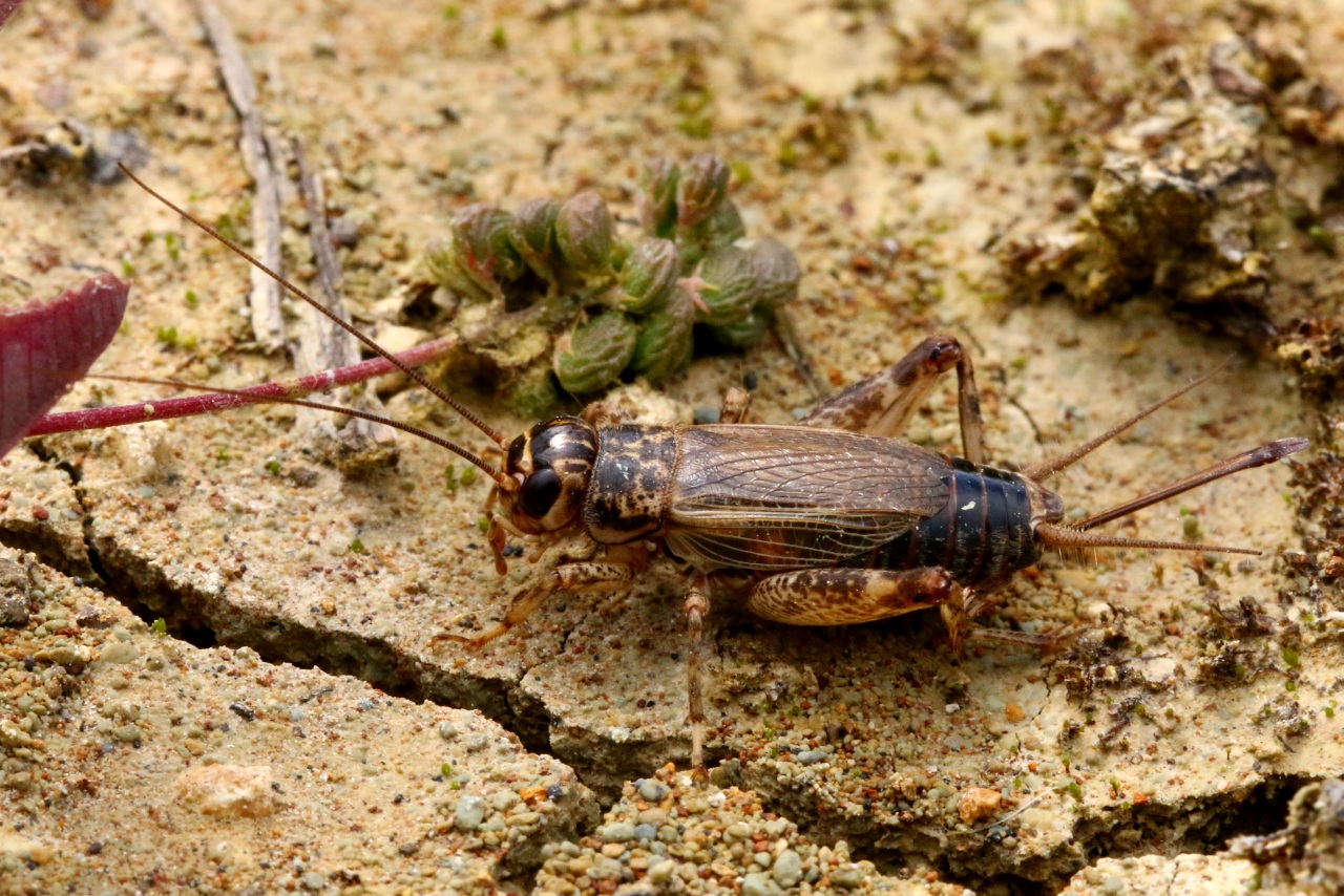 Eumodicogryllus bordigalensis (Latreille, 1804) - Grillon bordelais (femelle)