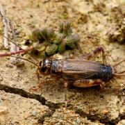 Eumodicogryllus bordigalensis (Latreille, 1804) - Grillon bordelais (femelle)