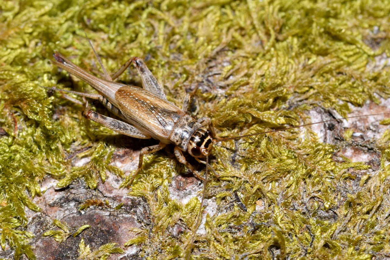 Eumodicogryllus bordigalensis (Latreille, 1804) - Grillon bordelais (femelle)