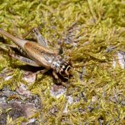 Eumodicogryllus bordigalensis (Latreille, 1804) - Grillon bordelais (femelle)