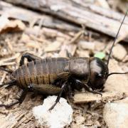 Gryllus campestris Linnaeus, 1758 - Grillon champêtre, Grillon des champs (mâle)