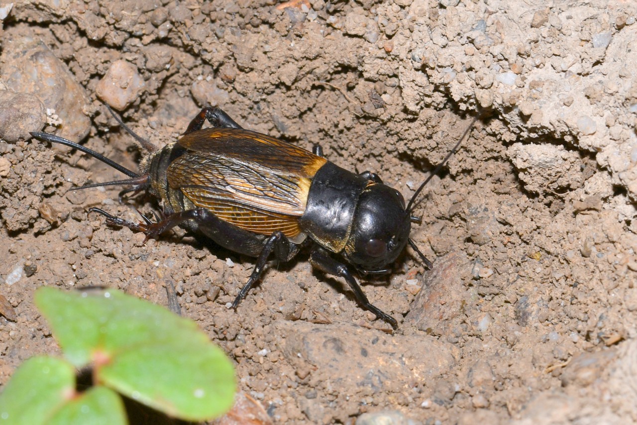 Gryllus campestris Linnaeus, 1758 - Grillon champêtre, Grillon des champs (femelle)