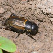 Gryllus campestris Linnaeus, 1758 - Grillon champêtre, Grillon des champs (femelle)