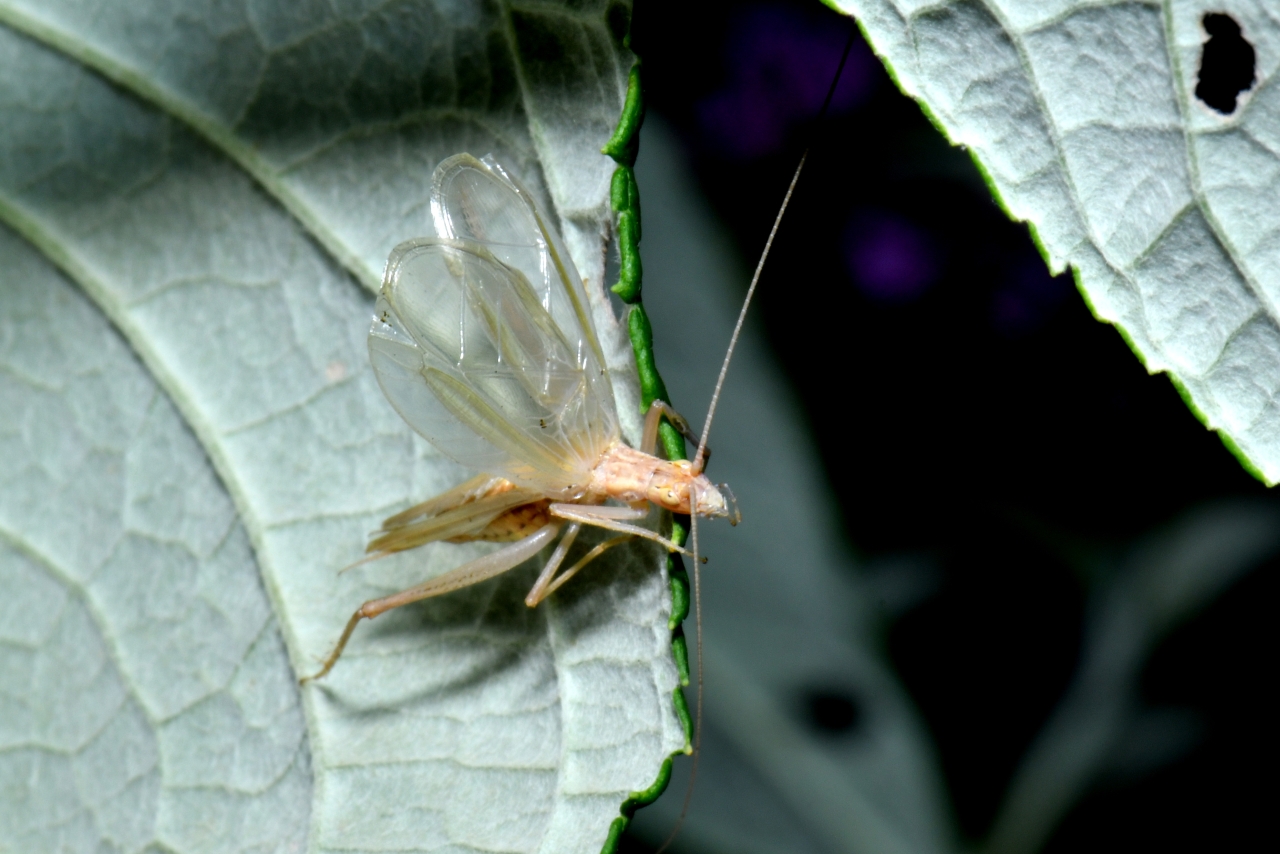 Oecanthus pellucens (Scopoli, 1763) - Grillon d'Italie, Grillon transparent (mâle)