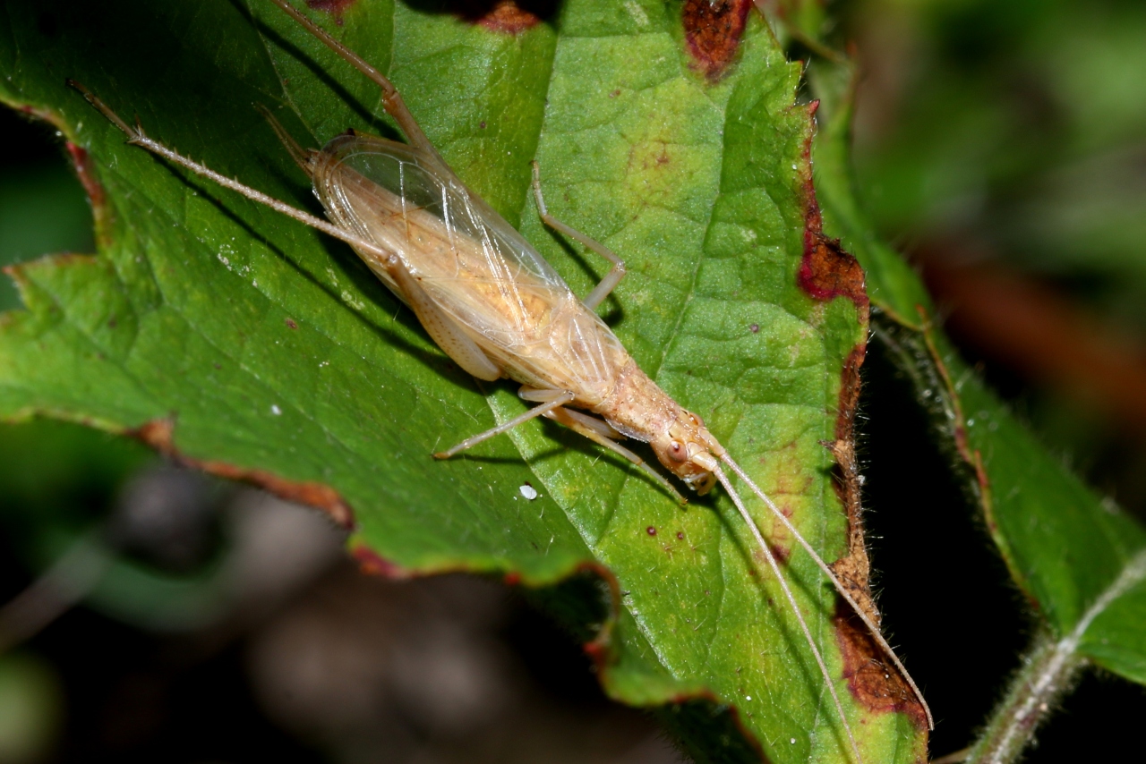 Oecanthus pellucens (Scopoli, 1763) - Grillon d'italie, Grillon transparent (mâle)