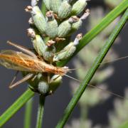 Oecanthus pellucens (Scopoli, 1763) - Grillon d'Italie, Grillon transparent (mâle)