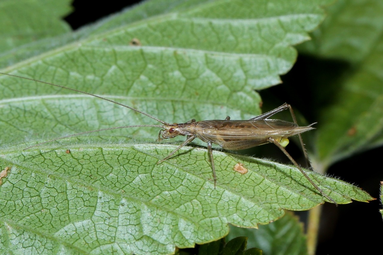 Oecanthus pellucens (Scopoli, 1763) - Grillon d'italie, Grillon transparent (mâle)