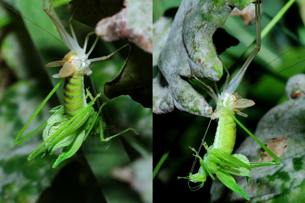 Phaneroptera nana Fieber, 1853 - Phanéroptère méridional (mue imaginale d'une femelle)