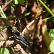 Tetrix ceperoi (Bolivar, 1887) - Tétrix des vasières