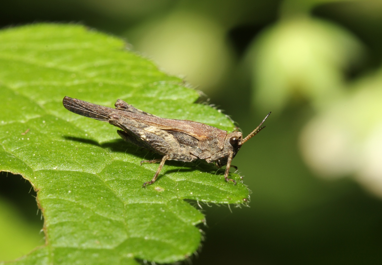 Tetrix subulata (Linnaeus, 1758) - Tétrix riverain, Tétrix subulé, Criquet à long corselet