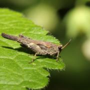 Tetrix subulata (Linnaeus, 1758) - Tétrix riverain, Tétrix subulé, Criquet à long corselet