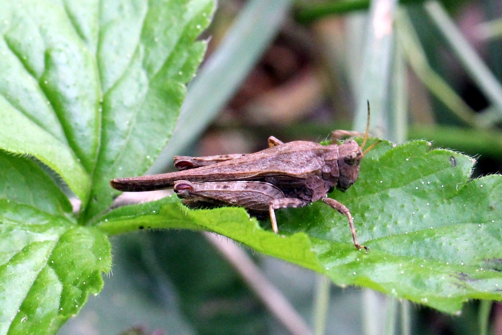 Tetrix subulata (Linnaeus, 1758) - Tétrix riverain, Tétrix subulé, Criquet à long corselet