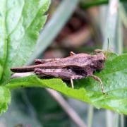 Tetrix subulata (Linnaeus, 1758) - Tétrix riverain, Tétrix subulé, Criquet à long corselet