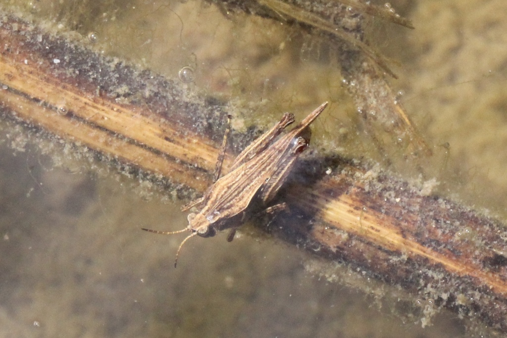 Tetrix subulata (Linnaeus, 1758) - Tétrix riverain, Tétrix subulé, Criquet à long corselet