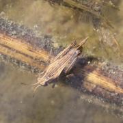 Tetrix subulata (Linnaeus, 1758) - Tétrix riverain, Tétrix subulé, Criquet à long corselet