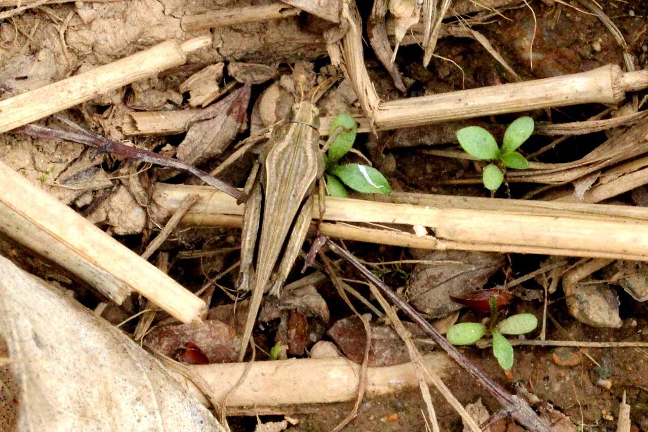 Tetrix subulata (Linnaeus, 1758) - Tétrix riverain, Tétrix subulé, Criquet à long corselet