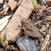 Tetrix tenuicornis (Sahlberg, 1891) - Tétrix des carrières