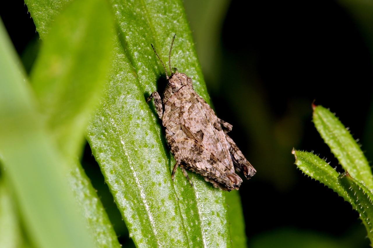 Tetrix tenuicornis (Sahlberg, 1891) - Tétrix des carrières