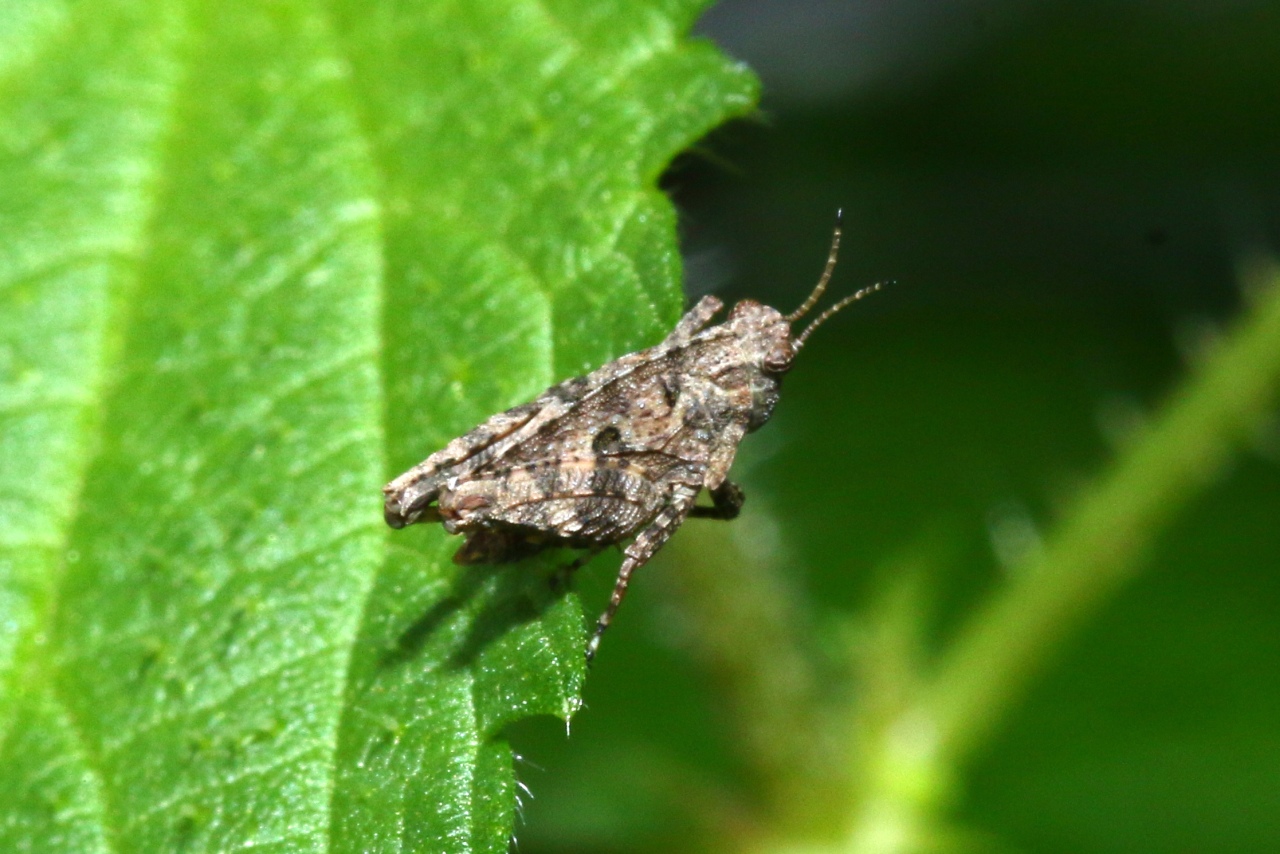 Tetrix tenuicornis (Sahlberg, 1891) - Tétrix des carrières, Tétrix des sablières